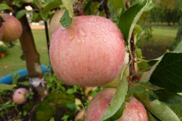 Delicious looking apples on a tree in the Hirosaki Botanical Gardens