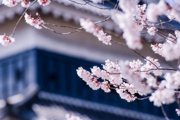 Visitors in the Spring can enjoy the many Cherry Blossoms around the castle.