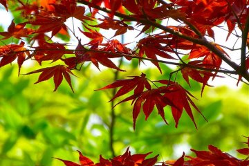 Fresh green and charming red