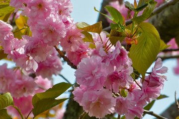 Yaezakura cherry trees