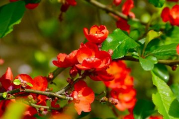 Japanese quince