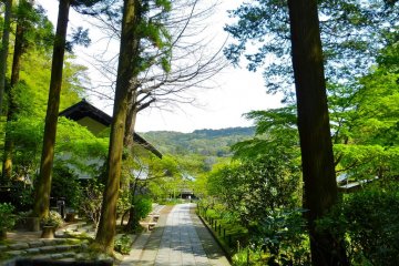Big cedars and garden