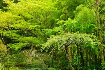 Fresh verdure