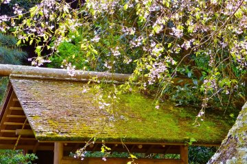Weeping cherry