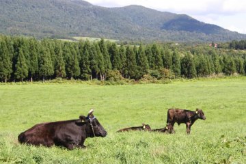 This is the only place in Japan that I've seen cows roaming freely in the fields!