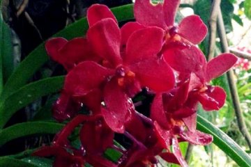 Beautiful subtropical flowers in bloom at the Bios no Oka Gardens in Okinawa