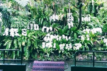 Be transported to a more gentle time as you cruise about the orchid filled forest at Bios no Oka in Okinawa