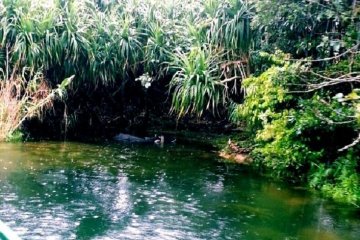 See Water Buffalo on this aquatic Safari at Bios no Oka Gardens in Okinawa