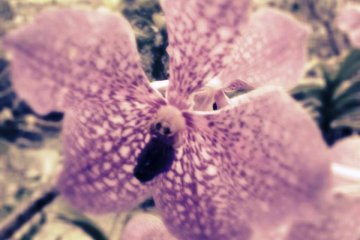 Beautiful pink tropical flowers in bloom at the Bios no Oka Gardens in Okinawa