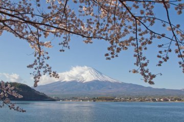 <p>Pemandangan klasik: Gunung Fuji dibalik bunga sakura</p>
