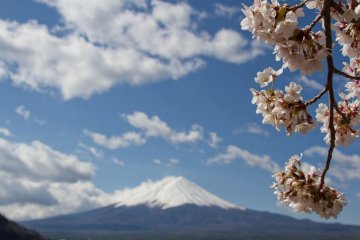 <p>Bunga sakura yang mekar sepenuhny</p>
