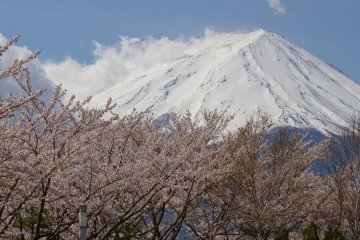 <p>Bunga merah muda memberikan kontras yang sangat indah pada puncak gunung yang diselimuti salj</p>
