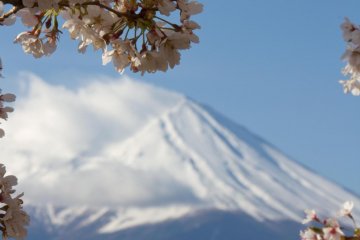 <p>Fuji-san dibingkai dengan bunga sakur</p>
