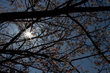 Rays of sunlight seen from under the cherry trees