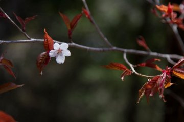 The last blossom