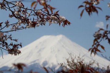 The growing dark red leaves make for a nice contrast
