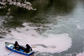 สวนคิตะโนะมะรุ และดอกซากุระ