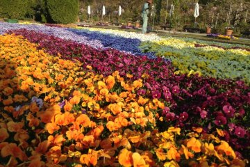 สวนดอกไม้ Ashikaga