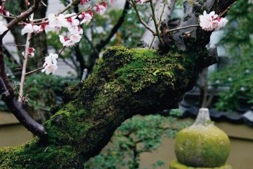 The tranquil gardens