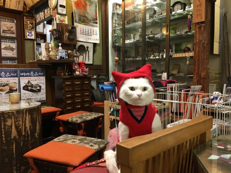 Chacha, the ninja cat can be found at Murai Bankoen in Iga City