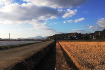 Rice fields on a warm winter's day
