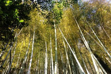 Bamboo Forests