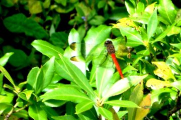 A Dragonfly sunbathing in the luxuriant green foilage of the grounds of the Okochi Mountain Villa in Arishiyama Kyoto