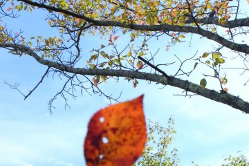 The beautiful patterns of nature