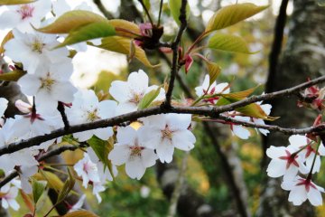 Cherry blossoms from March 26