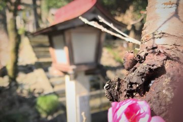 The pink plum blossoms are the first sign of colour after a long dark winter