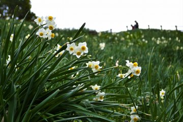 Daffodil flowers