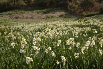 Even more flowers