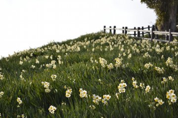 Flowers in the sun
