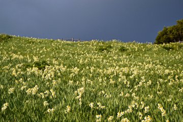 Flowers in the rain