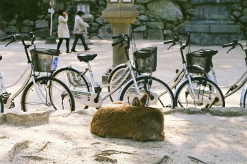<p>Very cute deer!</p>