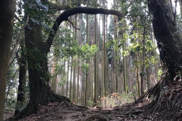 Pathway and portal to the scenic views