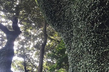 Lush forest greenery