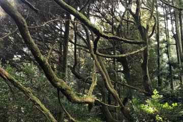 Ise Forest Environment