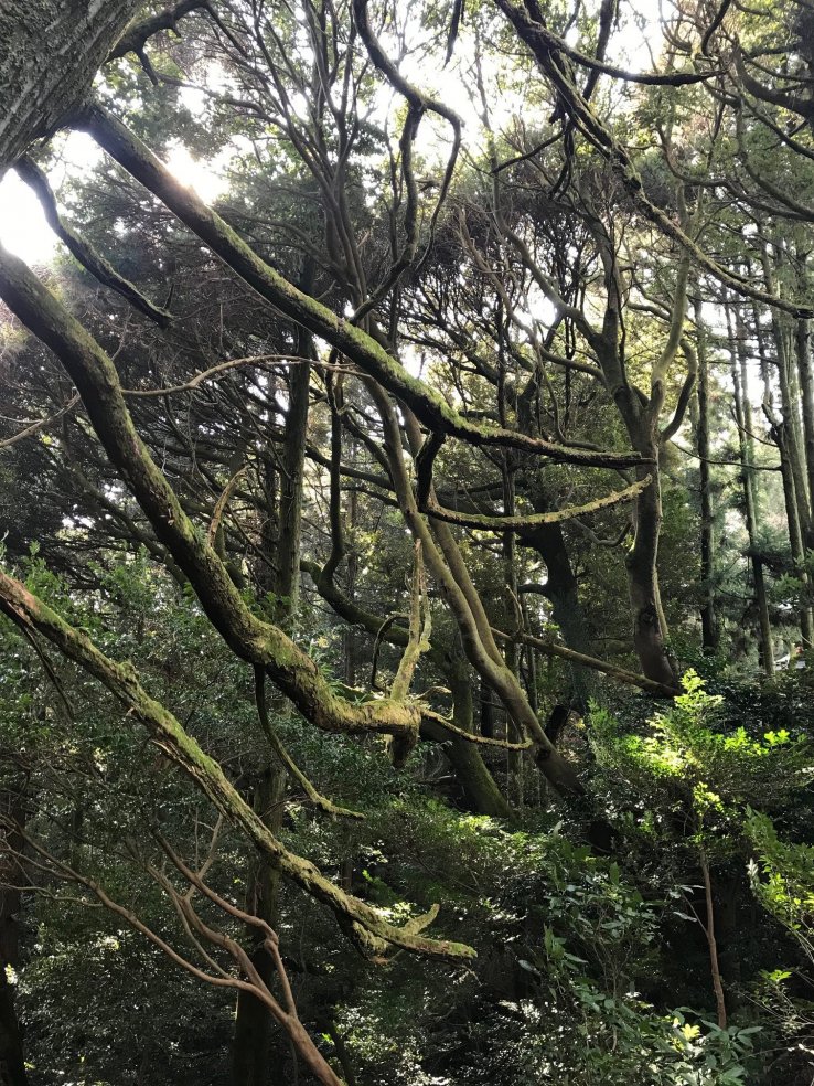 Ise Forest Environment