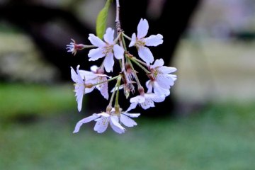 <p>Low sitting cherry blossom branch</p>