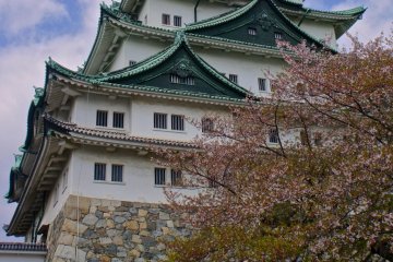 <p>Fantastic cherry blossom tree right in front of the towering castle</p>