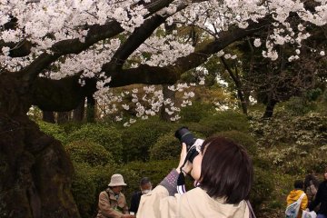 <p>Great spots for sakura snaps in the surrounding garden are plentiful</p>