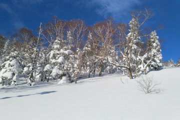 Snow covered trees near the top
