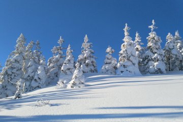 More snow covered trees