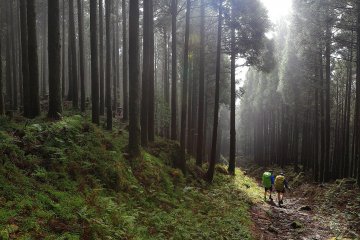 The descend to Nachisan in the misty forest after a storm