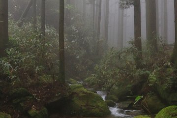 Walking in a misty forest is a unique experience!