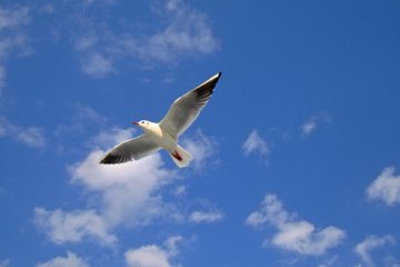 The first seagull joins in