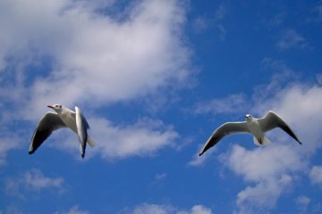 More of them to come... Some travellers on the boat started feeding the birds