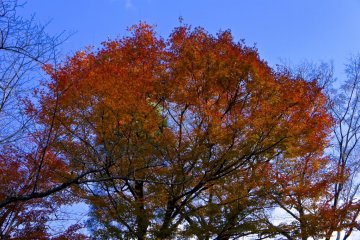 Autumn time peak at Kiyomizu-dera temple gardens