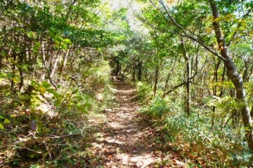 Trail to Mt. Kusenbudake